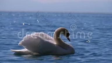 巨大的白天鹅游在清澈的山湖里，清澈的蓝水。 瑞士